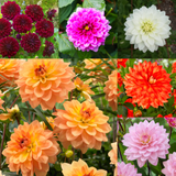 6 Dahlia Cut Flower Karma Collection