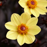 Dahlia Happy Single 'Party'