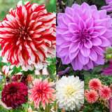 6 Dahlia Dinner Plate B Collection