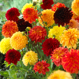 Dahlia Orange Blend Mix
