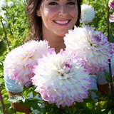 Dahlia 'Hapet Blue Eyes'