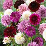 Dahlia Purple Blend Mix