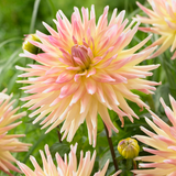 Dahlia 'Cabana Banana'