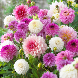 Dahlia Pink Blend Mix