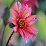 Dahlia 'Waltzing Matilda'