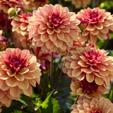 Dahlia 'Crème de Cognac'