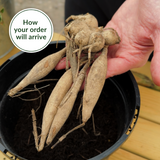 Dahlia 'Wine Eyed Jill'