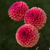 Dahlia 'Cornel Brons'