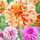 3 Dahlia Painted Collection