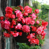 9 Begonia Odorata Collection