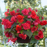 9 Begonia Odorata Collection