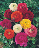 Ranunculus asiaticus Mix