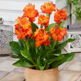 Canna 'Ingeborg'