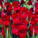 Gladiolus 'Espresso'