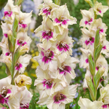 Gladiolus 'Amber Mistique'