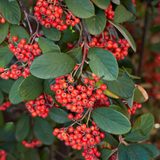 Cotoneaster Lacteus