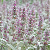 Stachys byzantina (Lambs Ear)