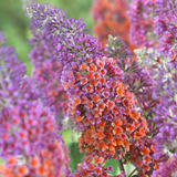 Buddleia Flower Power