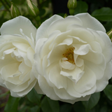 Rose Margaret Merrill