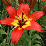 Lilium 'Forever Linda'