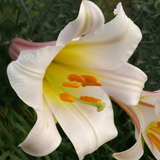 Lilium 'Regale'