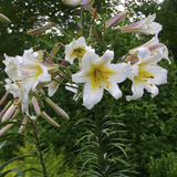 Lilium 'Regale'