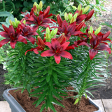 Lilium 'Happy Love'
