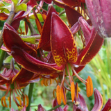 Lilium 'Claude Shride'