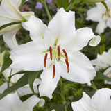 Lilium 'Casa Blanca'