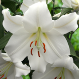 Lilium 'Casa Blanca'