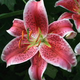 Lilium 'Star Gazer'