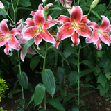 Lilium 'Star Gazer'