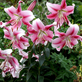 Lilium 'Anastasia'