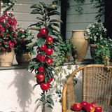 Malus d. 'Red Spur Delicious'