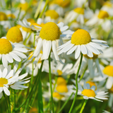 Chamomile