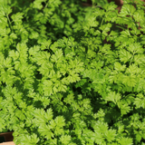 Chervil