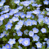 Nemophila Five Spot