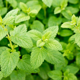 Lemon Balm