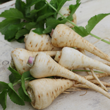 Parsnip
