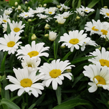 Chrysanthemum May Queen