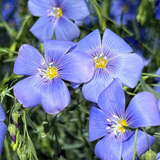 Linum Bright Eyes