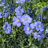 Linum Bright Eyes