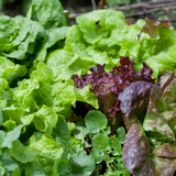Salad Leaves Speedy Mix