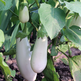 Eggplant