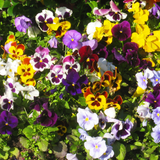 Viola Large Flowered Mix