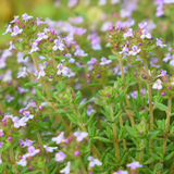 Common Thyme