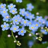 Forget Me Not Blue