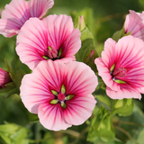 Malope Purple Queen Mix