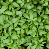 Garden Cress
