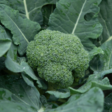 Broccoli